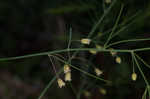 Garden asparagus